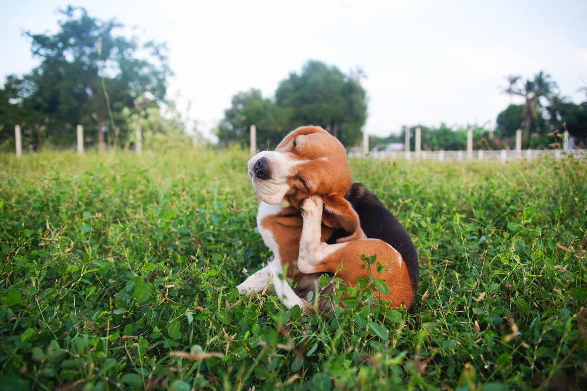 A dog outside scratching