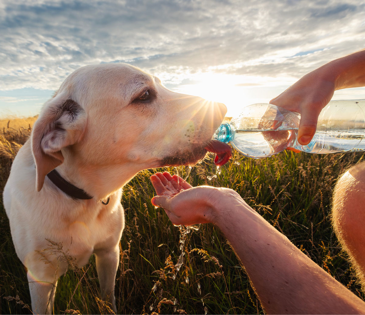 A person giving their dog water